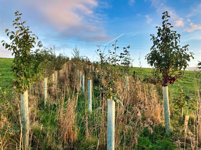 more established hedge with taller trees