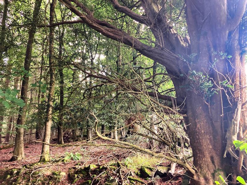 mature tree in woodland