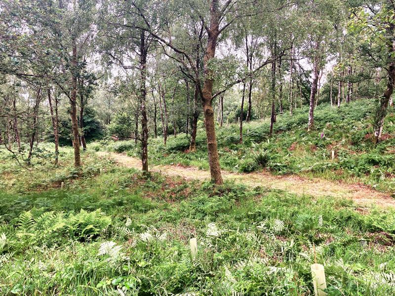 bracken clearance