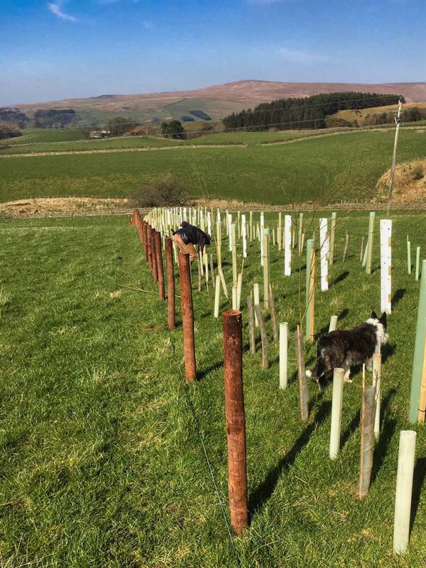 newly planted hedge